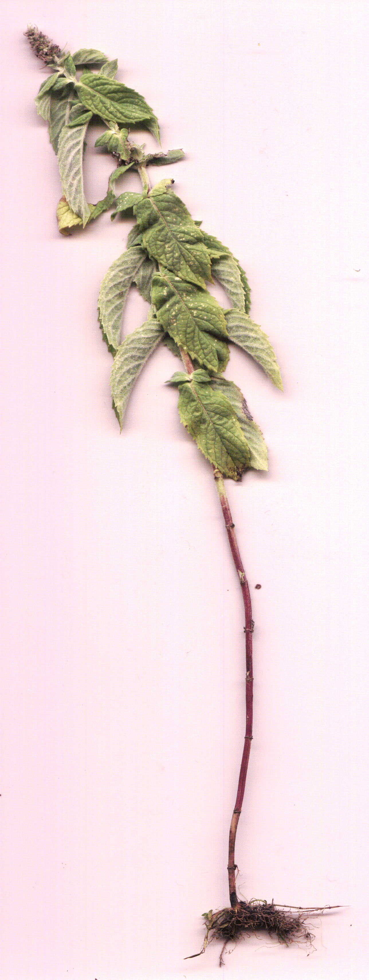 Salbei_unsicher_ 100dpi.gif